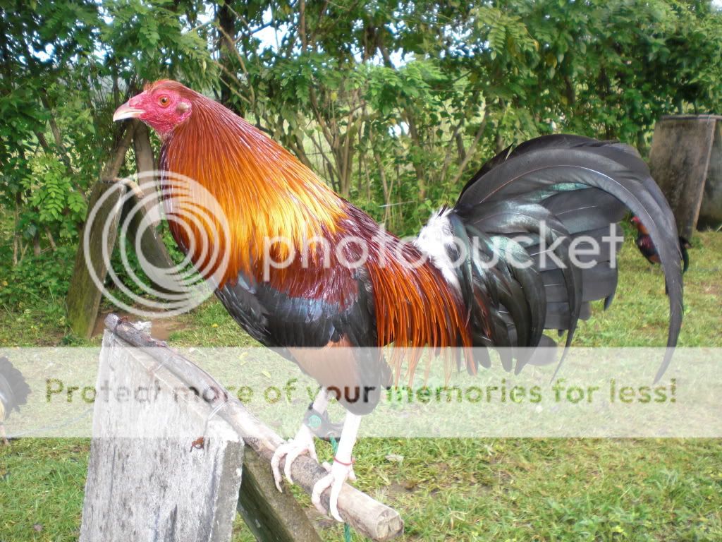 Gamefowl+Pens+For+Sale Gamefowl Pens For Sale http://sabong.ph/forum/showthread.php?t=27528 ...