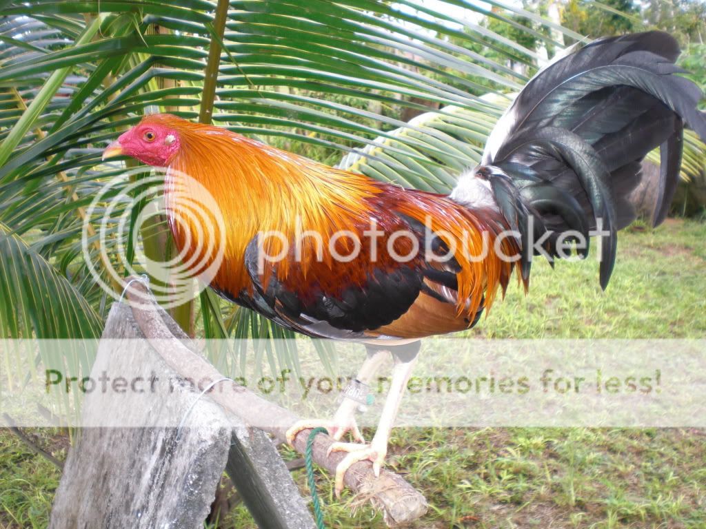Gamefowl Pens For Sale http://www.pic2fly.com/Gamefowl+Pens+For+Sale.html