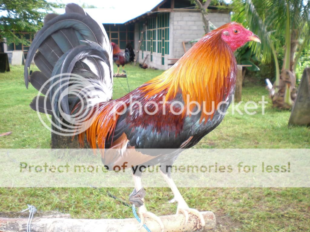 Gamefowl Pens For Sale http://www.pic2fly.com/Gamefowl+Pens+For+Sale.html