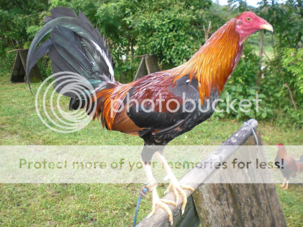 Gamefowl+Pens+For+Sale Gamefowl Pens For Sale http://sabong.ph/forum/showthread.php?t=27528 ...