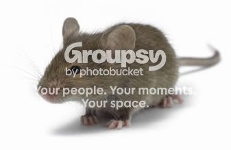 FIELD MOUSE Pictures, Images and Photos